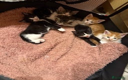 British Shorthair cats for sale: Six Gorgeous Kittens Available From Next Week - Image 40