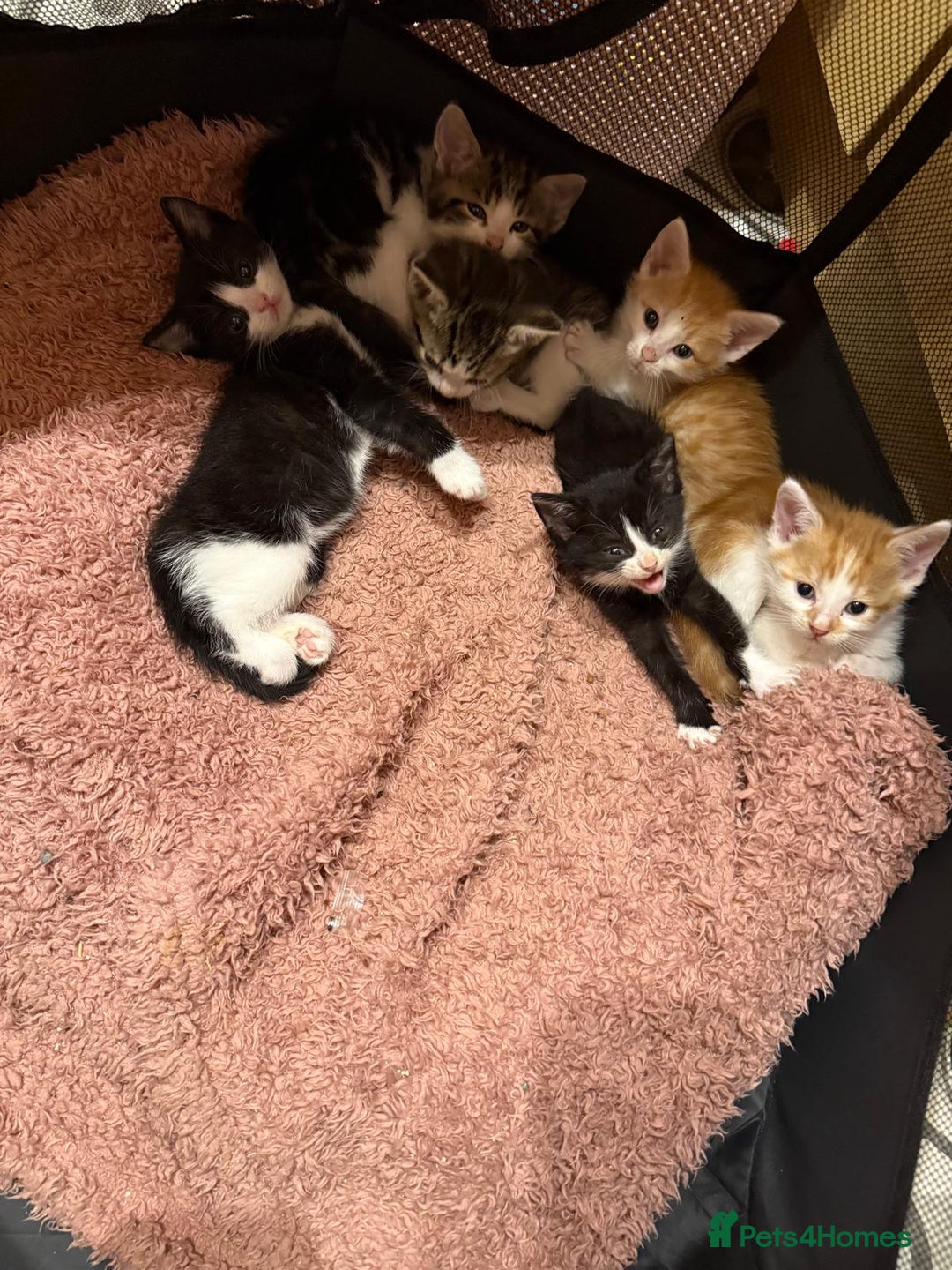 British Shorthair cats for sale: Six Gorgeous Kittens Available From Next Week - Image 40