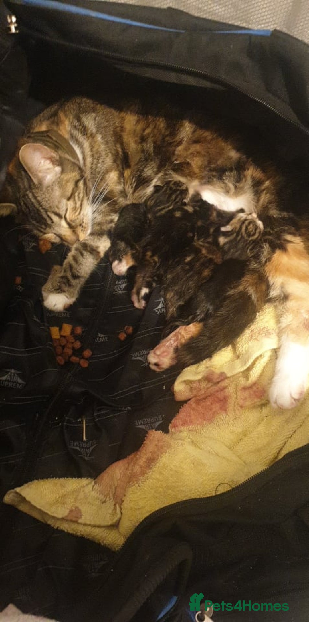 Domestic Shorthair cats for sale: Male kitten ready now  - Image 2