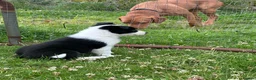 Border Collie dogs for sale: Border Collie Puppies - Advert 21