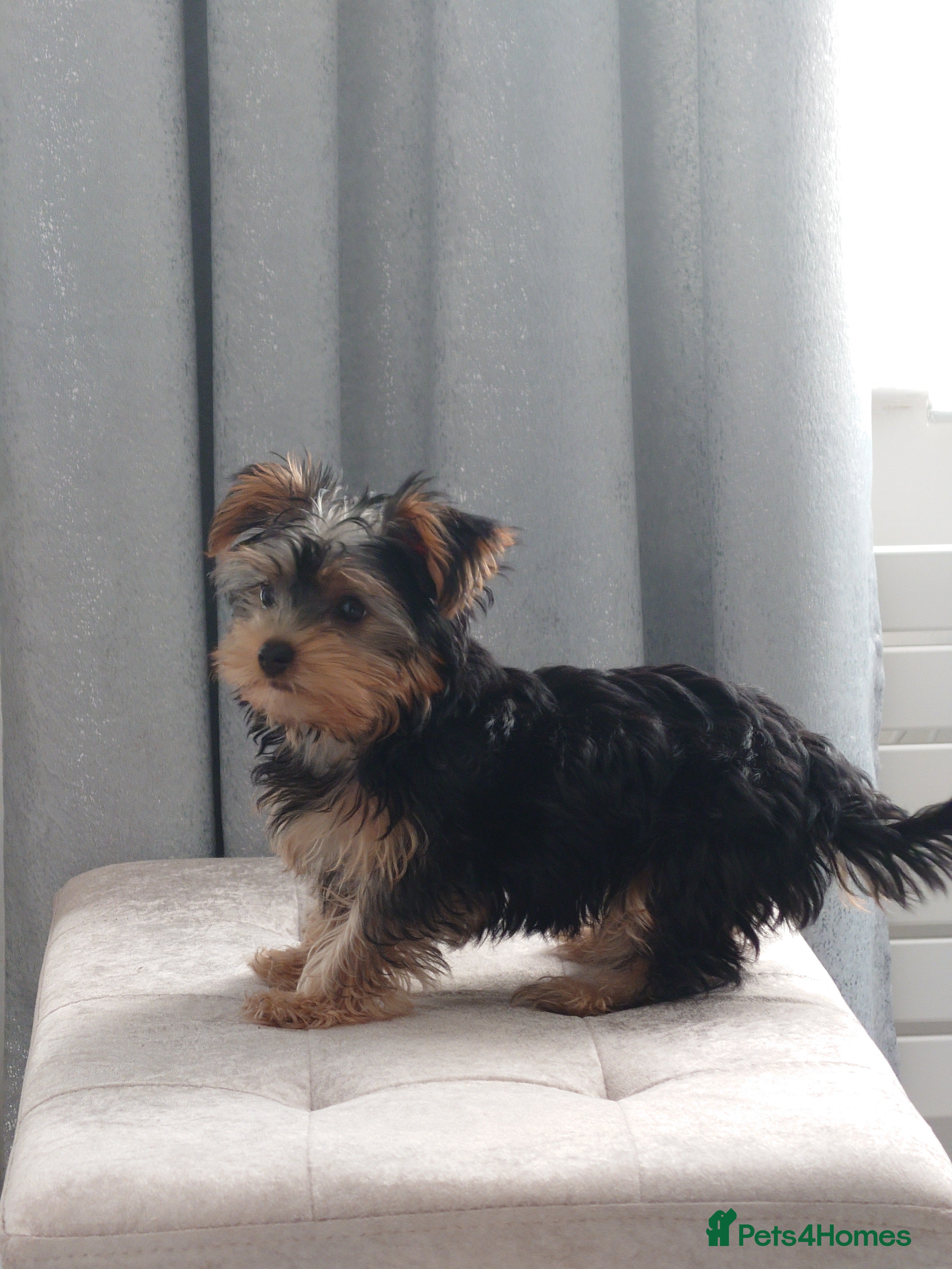 Yorkshire Terrier dogs Silver blue tan little girl left! - Advert 2