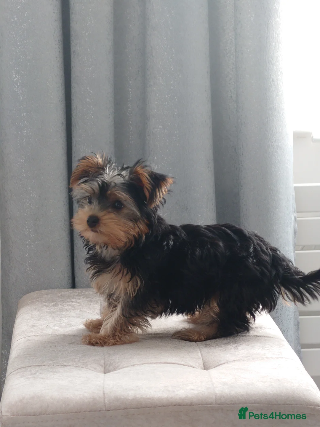 Yorkshire Terrier dogs for sale: Silver blue tan little girl left! - Advert 2