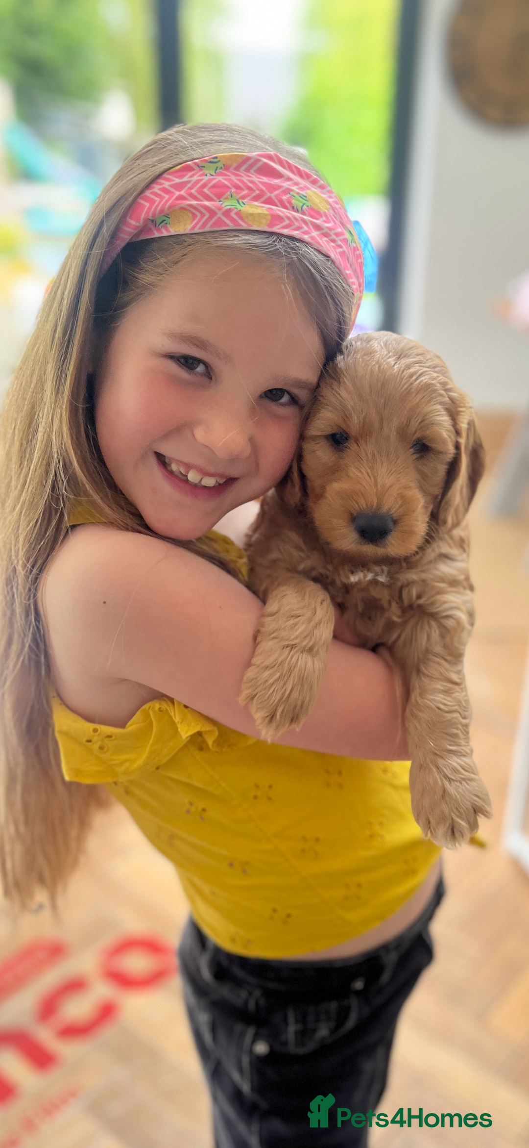 Goldendoodle dogs for sale: GOLDENDOODLE WITH A DIFFERENCE - Image 16