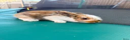Mixed Breed rabbits for sale: Bunnies  in Newark - Advert 7