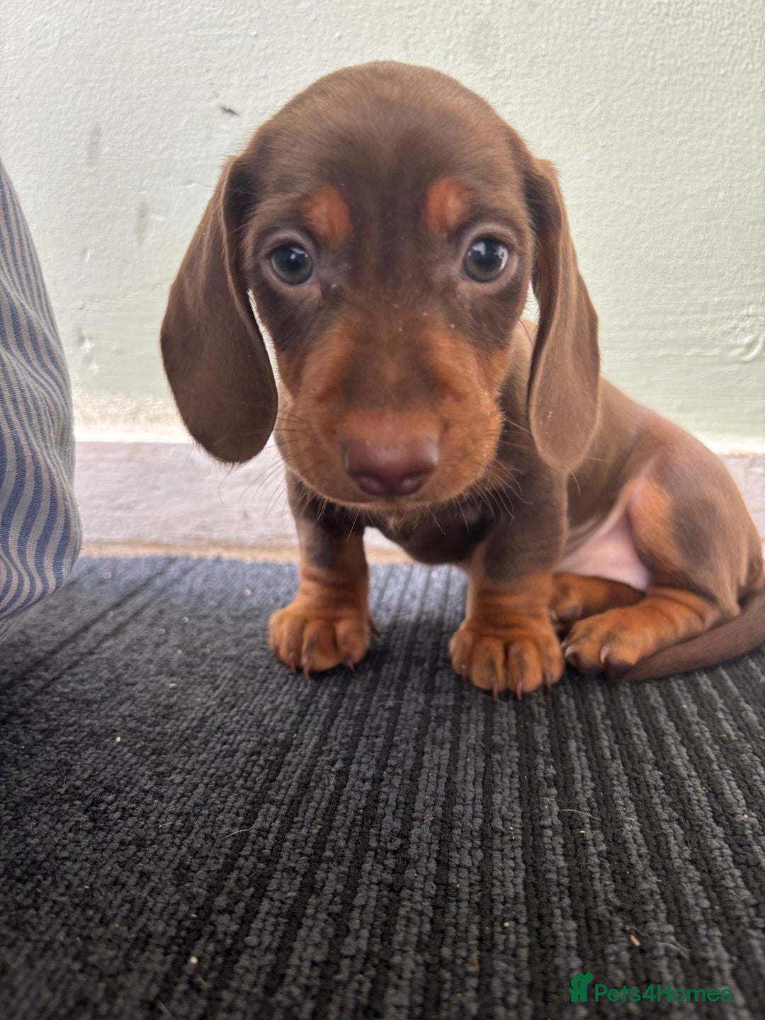 Miniature Dachshund dogs for sale: Mini chocolate Dachshunds in Luton - Image 18