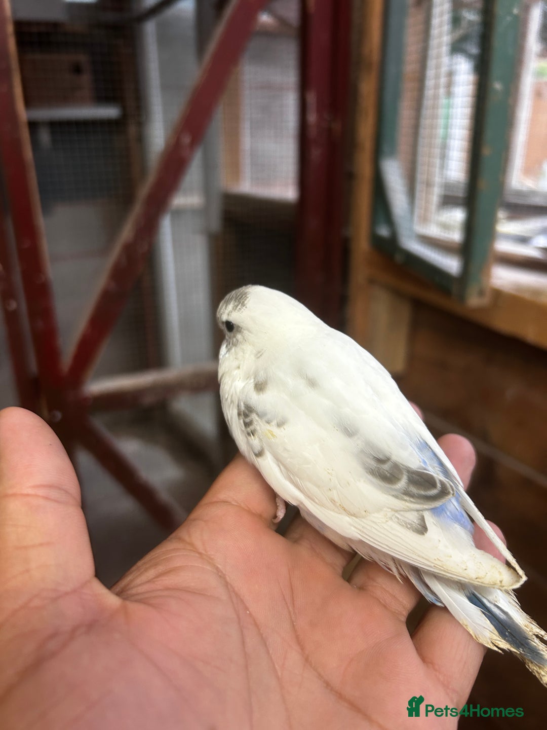 Budgerigars birds for sale: Adorable budgies available babies and adult  - Image 8