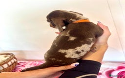 Miniature Dachshund dogs for sale: Lovely Happy Chocolate & Tan Dapple Babies  - Image 9