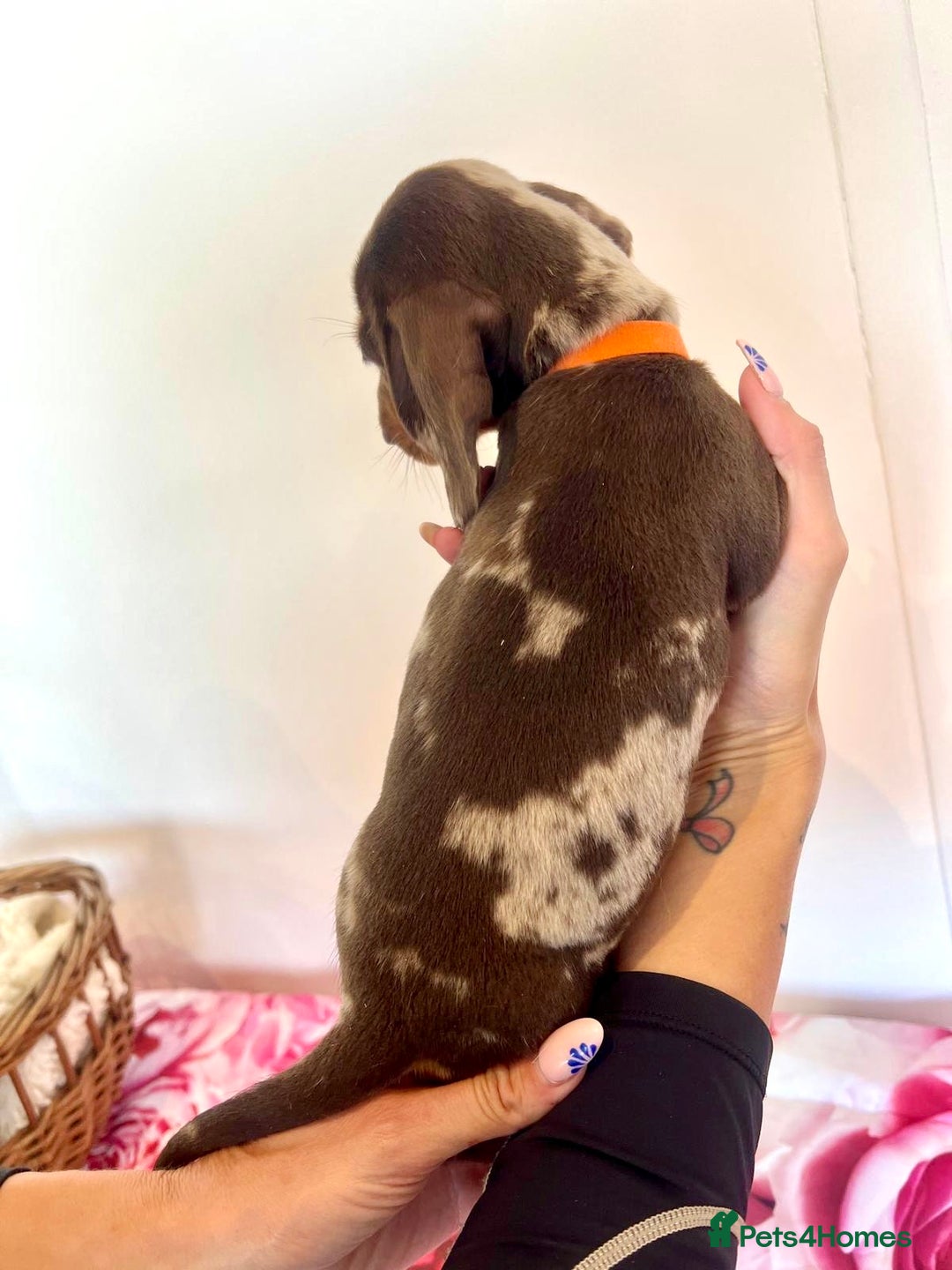Miniature Dachshund dogs for sale: Lovely Happy Chocolate & Tan Dapple Babies  - Image 9
