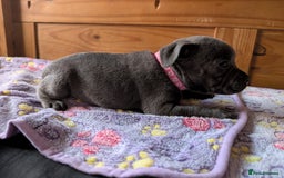 Staffordshire Bull Terrier dogs for sale: Beautiful Kennel registered blue staffie for sale  - Image 21