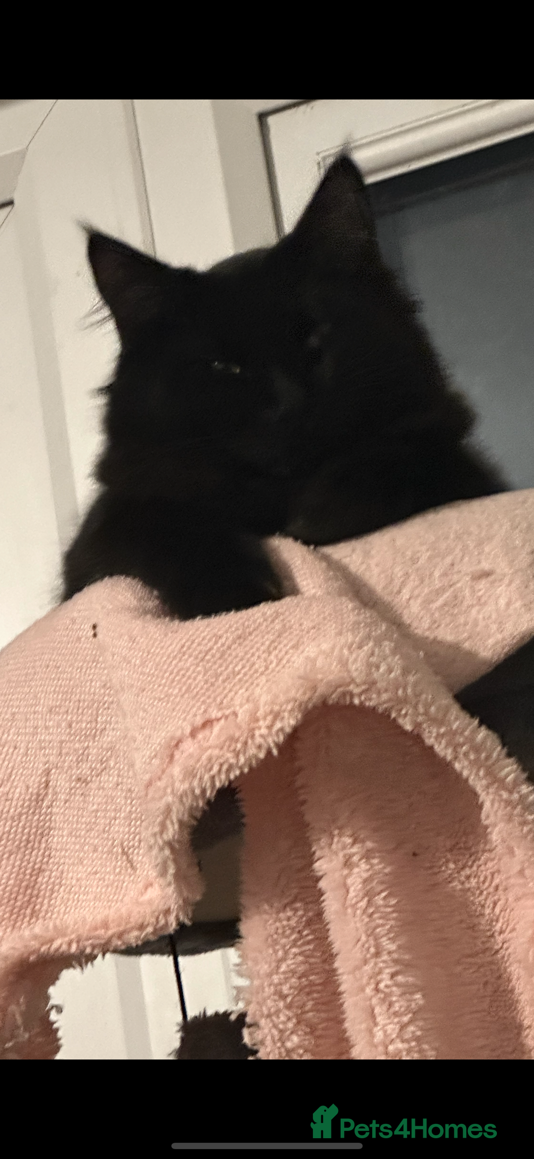 Maine Coon cats for sale: Maine coon for sale  - Advert 4