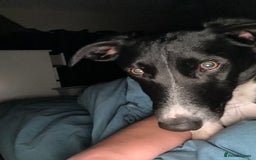 Mixed Breed dogs for sale: Buddy - Image 4