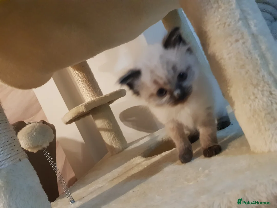 Ragdoll cats for sale: Ragdoll kittens ready now - Advert 2