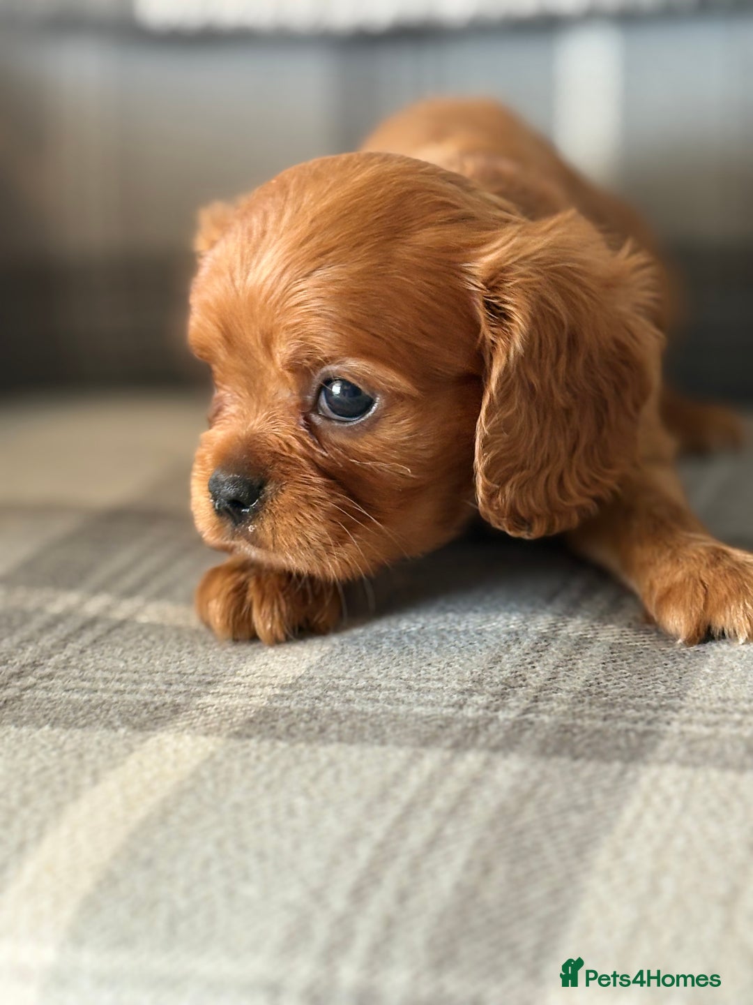 King Charles Spaniel dogs for sale: Beautiful cavalier puppies  - Image 27