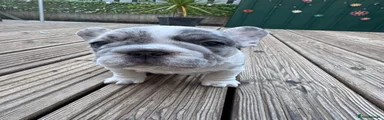 eye-catching blue merle pied coat