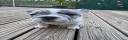 French Bulldog dogs for sale: Beautiful French Bulldog Puppies - Advert 10