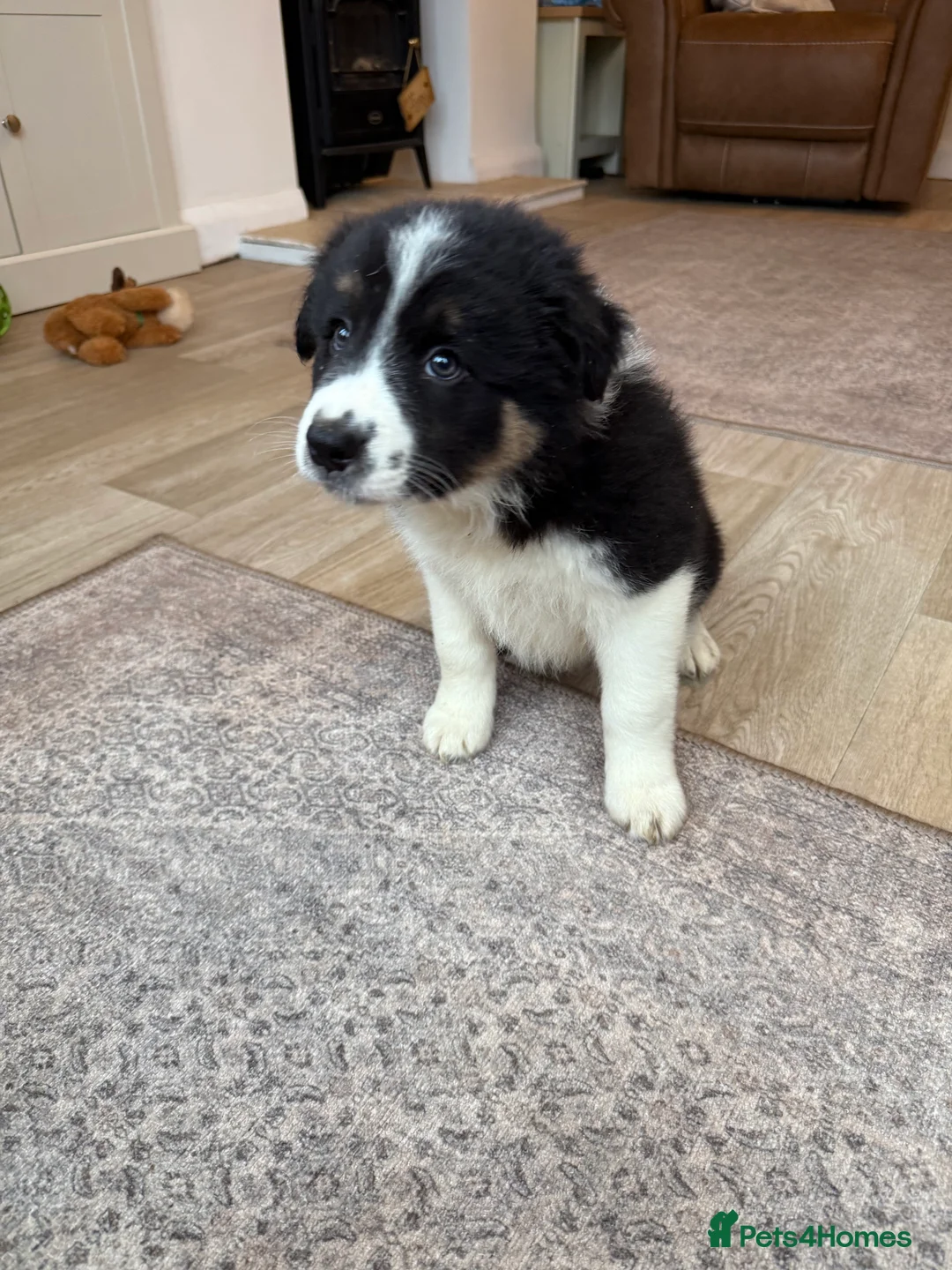 Border Collie dogs for sale: 3 traditional long haired boys  - Advert 8