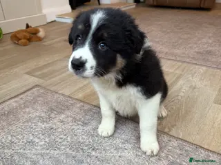 Border Collie dogs 2 traditional long haired boys ready to leave - Advert 13