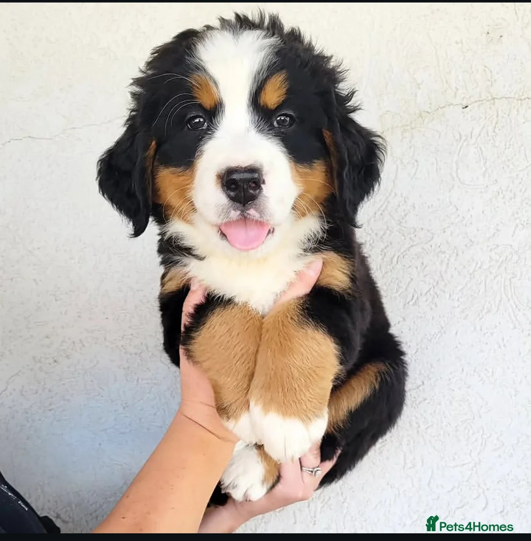 Bernese Mountain Dog dogs for sale: 100% Pure Bernese Mountain Dog pups in Reading - Advert 2