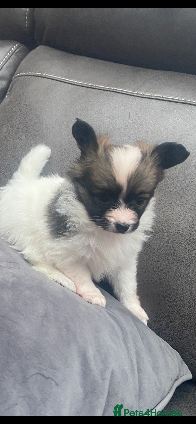 Papillon dogs Beautiful papillon girl  - Advert 4