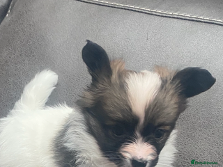 Papillon dogs Beautiful papillon girl - Advert 4