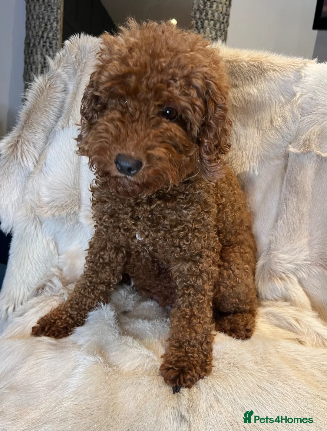 Cavapoo dogs for sale: 5 ⭐️ LICENSED BREEDER HEALTH TESTED F1 CAVAPOOS - Advert 12