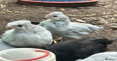 Chickens poultry - Advert 2