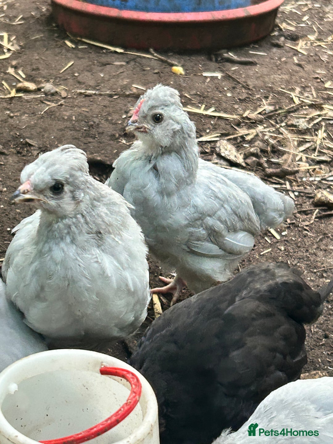 Chickens poultry for sale: Unsexed Araucana Chicks - Image 2