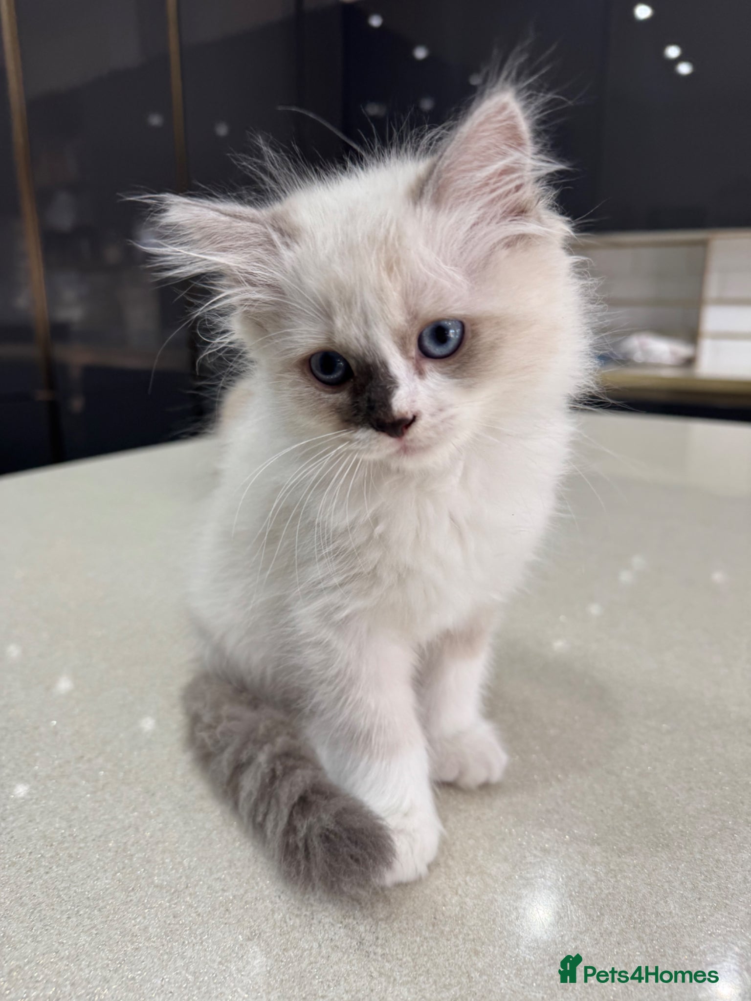 Ragdoll cats Purebred Ragdoll Kittens  - Advert 18