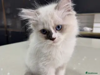 Ragdoll cats Purebred Ragdoll Kittens - Advert 18