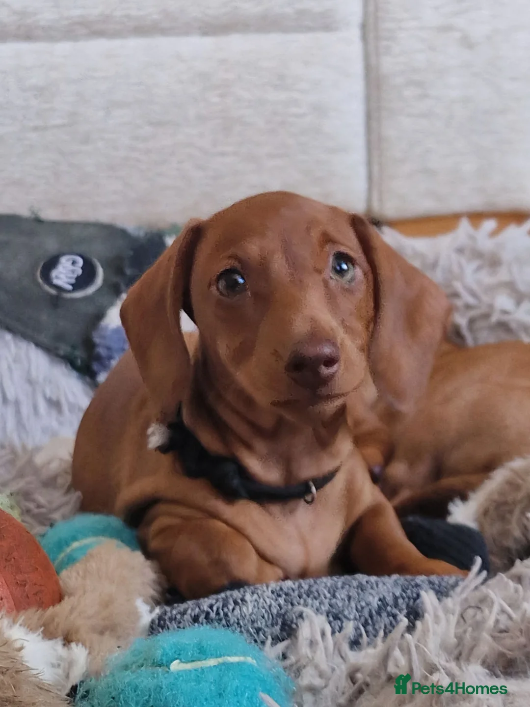 Miniature Dachshund dogs for sale: Stunning litter of Red miniature dachshunds - Advert 1