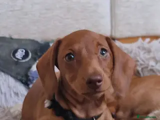 Miniature Dachshund dogs Stunning litter of Red miniature dachshunds - Advert 3