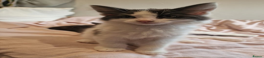 Domestic Shorthair Kitten 5