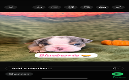 English Bulldog dogs for sale: Beautiful bulldog babies  - Image 21