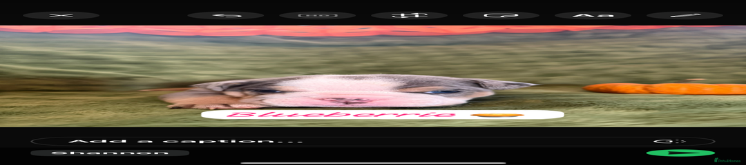 English Bulldog Puppy 8