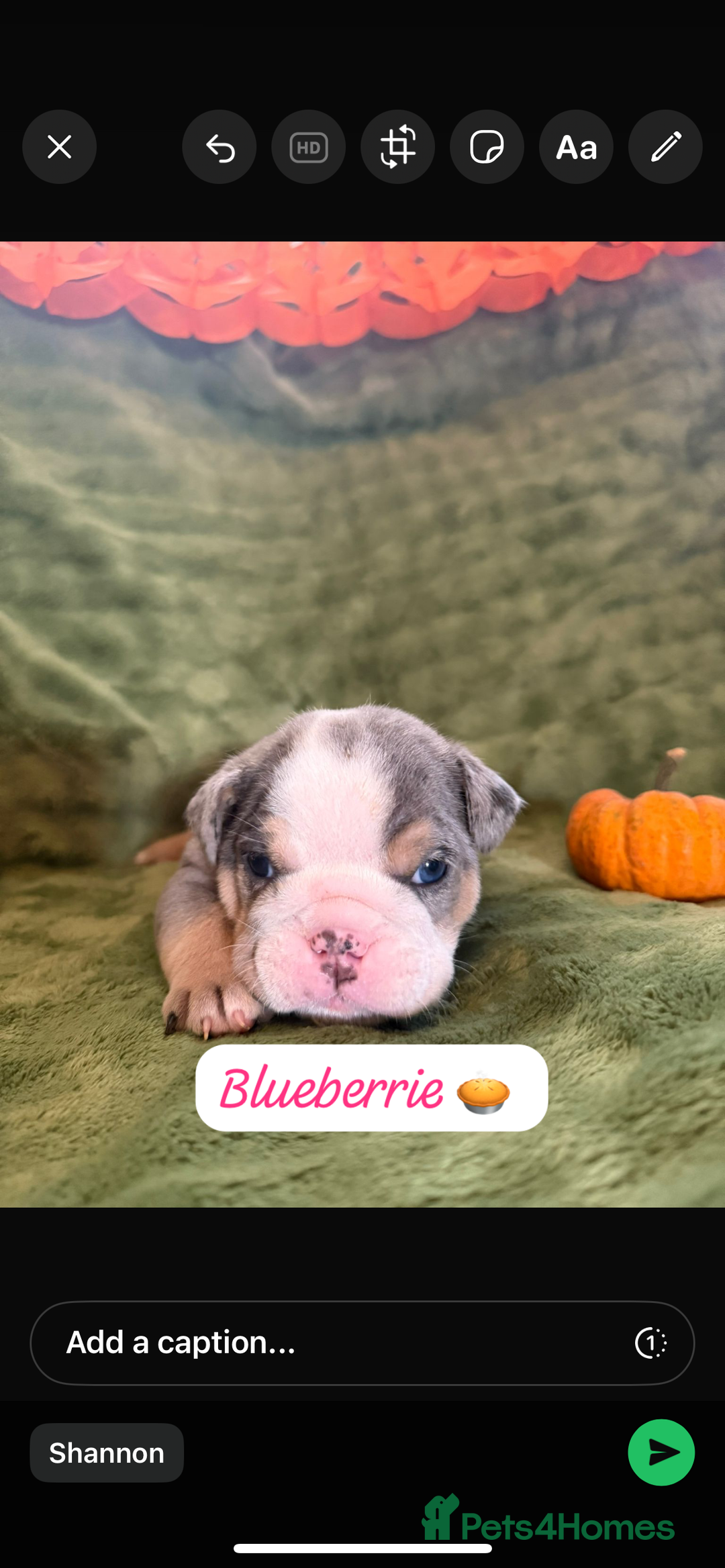 English Bulldog dogs for sale: Beautiful bulldog babies  - Image 21