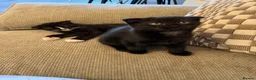 Scottish Fold cats for sale: Beautiful British shorthair kittens for sale  in Romford - Advert 5