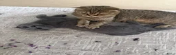 Scottish Fold cats for sale: Scottish fold kitten  - Advert 2