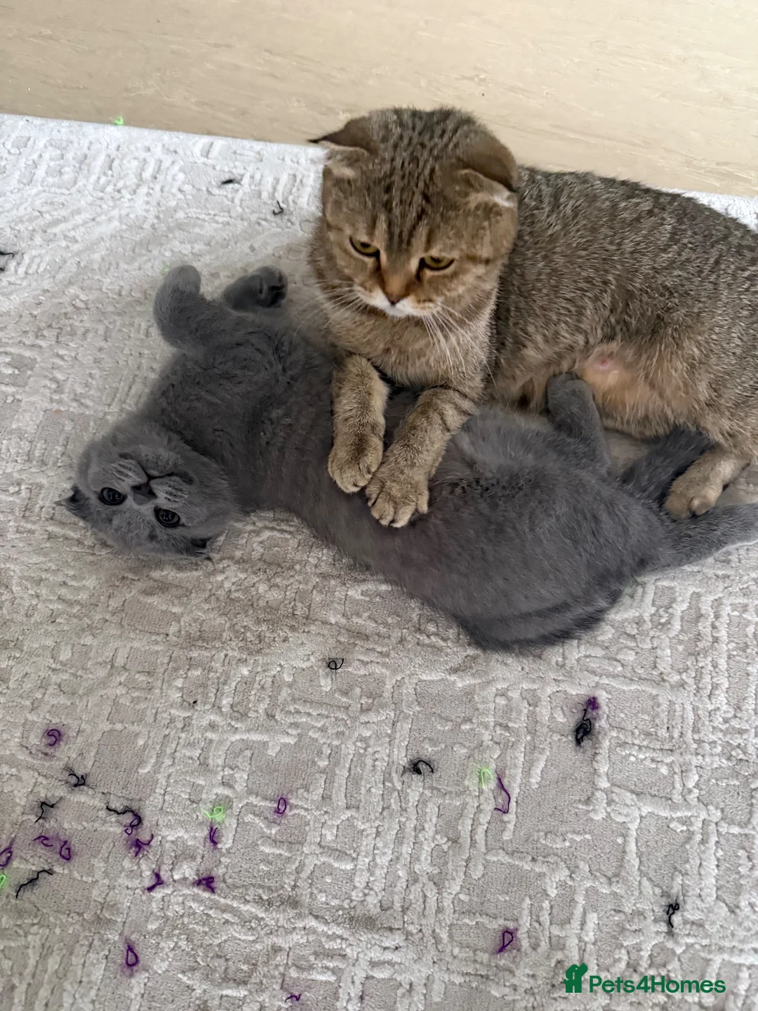 Scottish Fold cats for sale: Scottish fold kitten  - Advert 2