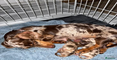 Miniature Dachshund dogs - Advert 5