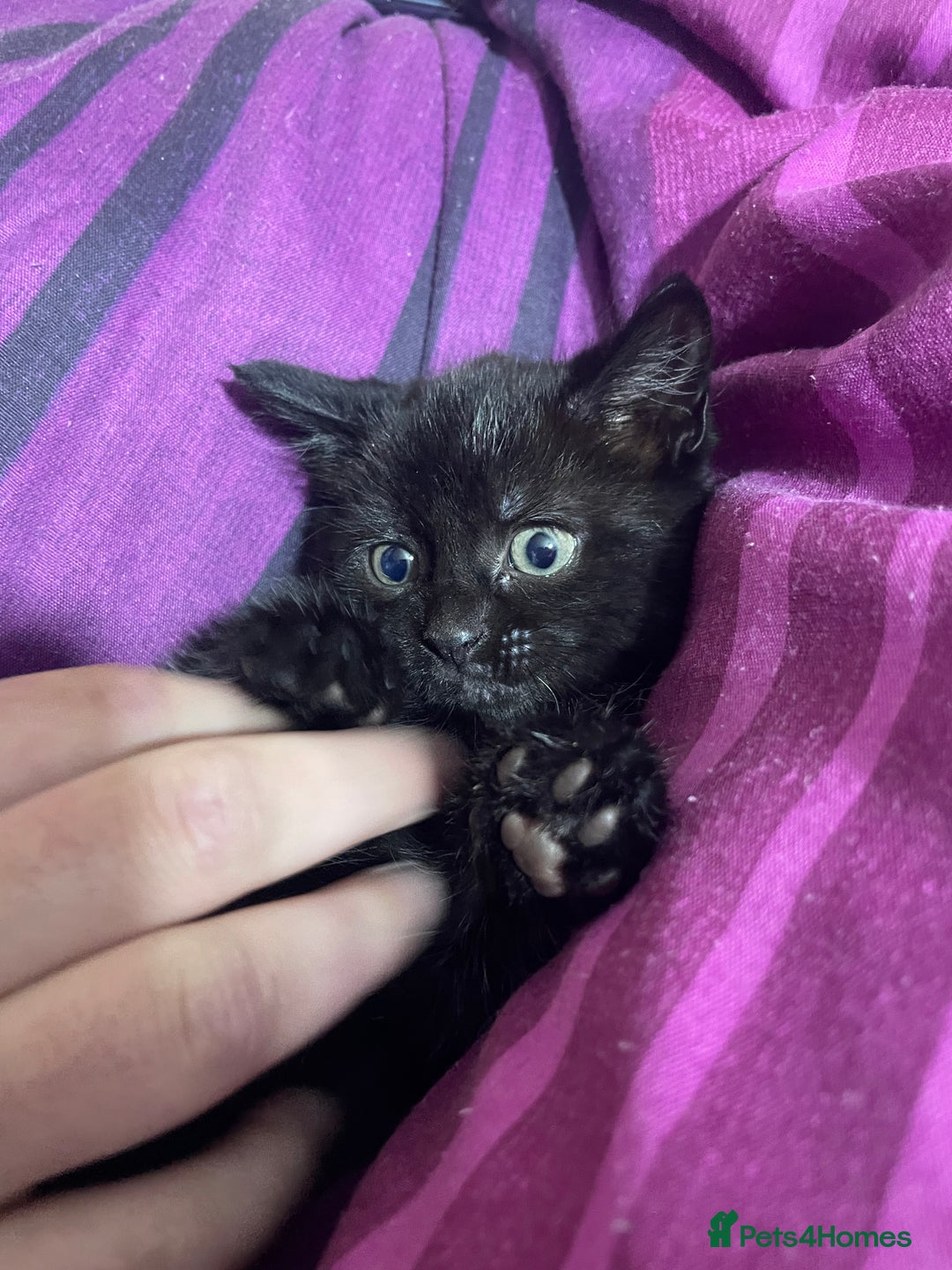 Mixed Breed cats for sale: BLACK KITTENS - Image 11