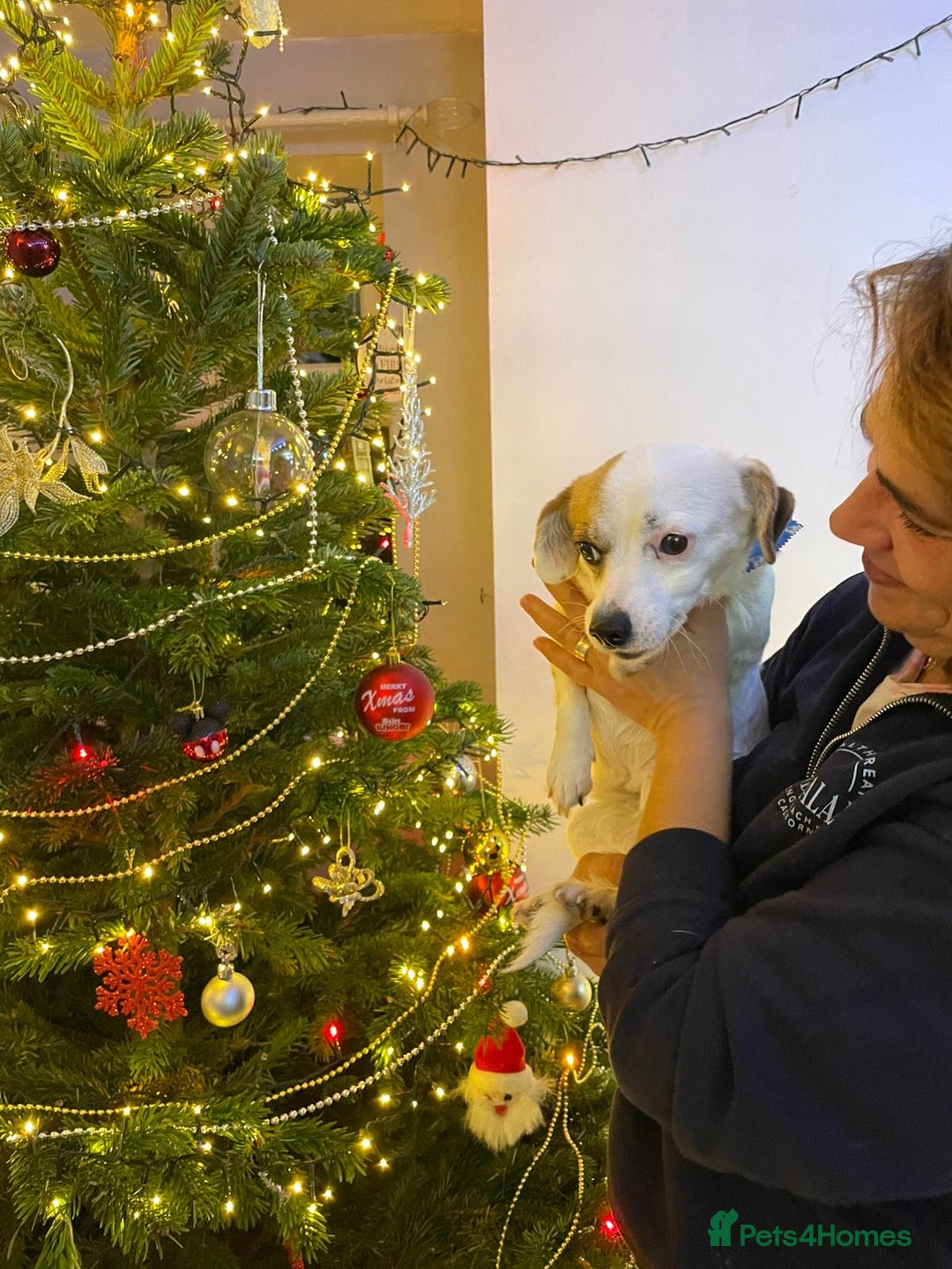 Mixed Breed dogs for adoption: RONNA - a beautiful tiny girl, for a Loving Home - Advert 12