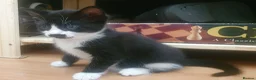 Mixed Breed cats for sale: Two cute and characterful female tuxedo kittens in London - Advert 6