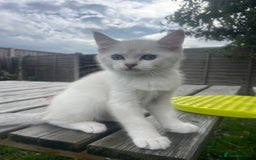 British Shorthair cats for sale: READY NOW,Loving&Playful British Shorthair Kittens - Image 24