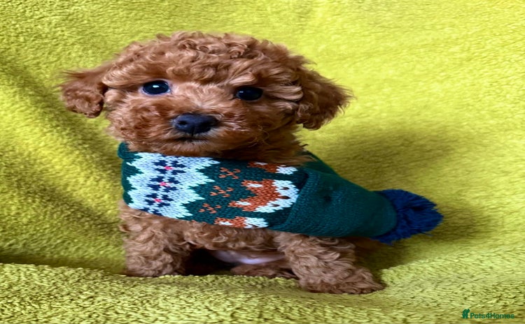 Toy Poodle dogs KC registered tiny toy poodles  - Advert 12
