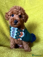 Toy Poodle dogs KC registered tiny toy poodles - 1 boy left - Advert 4