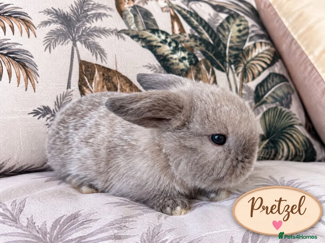Mini Lop rabbits for sale: Cute Blue Mini Lop Babies  - Advert 17
