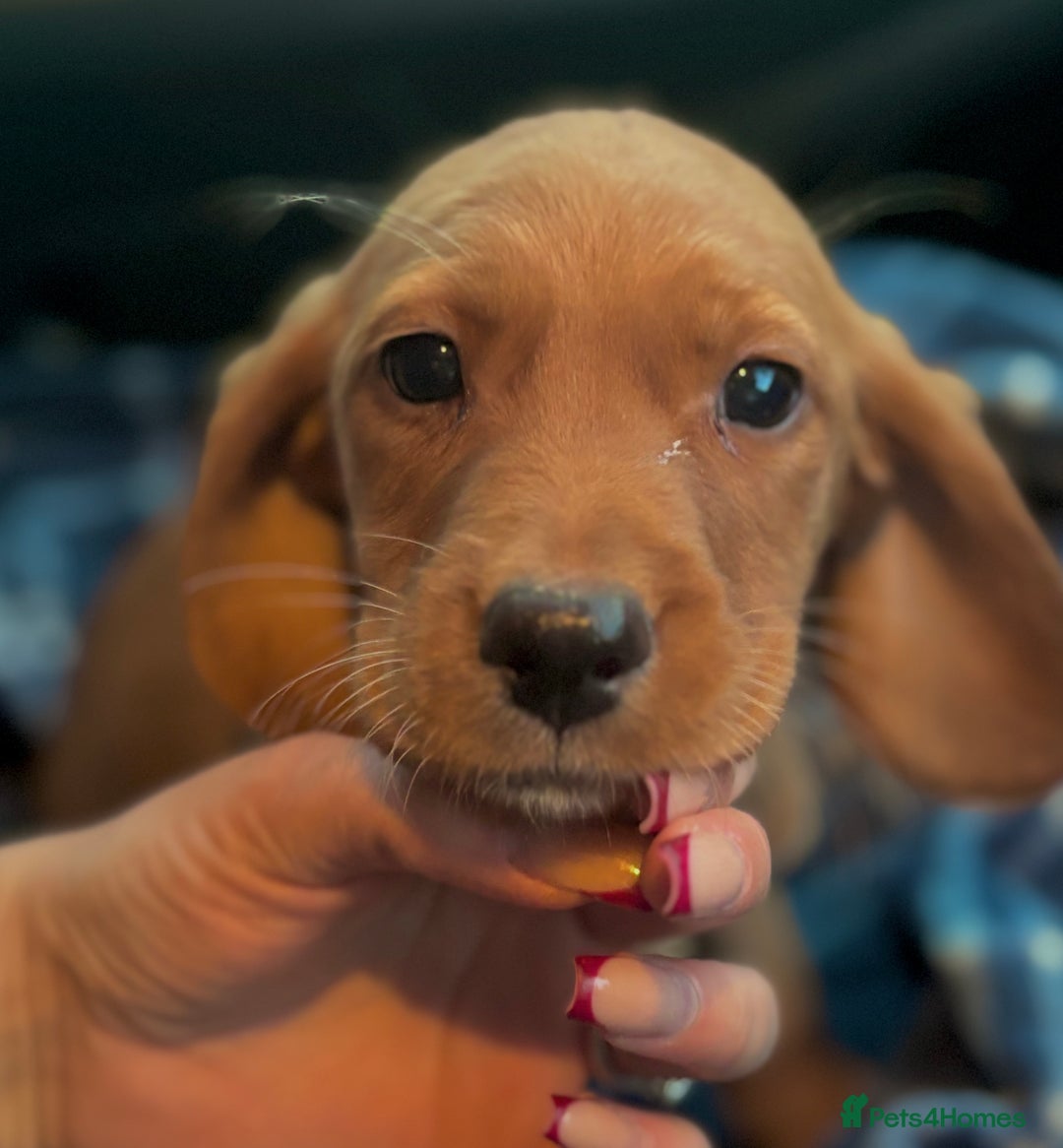 Cockerdor dogs for sale: Beautiful Cockerdor Puppies for Sale 🩷🩵 9 WEEKS - Advert 4