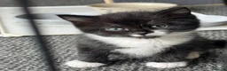 Scottish Fold cats for sale: Scottish fold cross - Advert 5