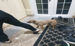 Border Terrier dogs for sale: 3yr old Female Border Terrier  - Advert 3