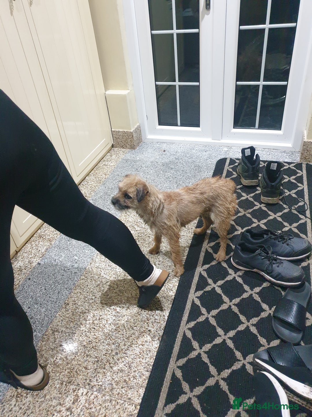 Border Terrier dogs for sale: 3yr old Female Border Terrier  - Advert 3
